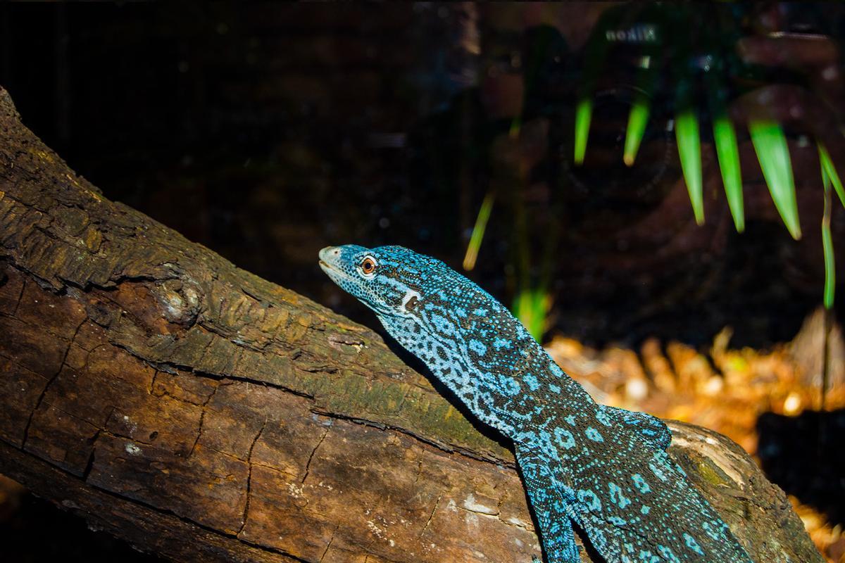 El varano azul: el reptil más bello del mundo