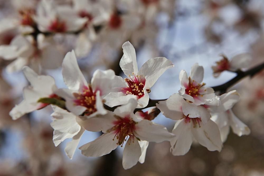 Mandelblüte