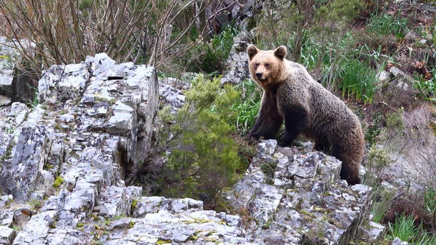 Un oso en Fuentes del Narcea.