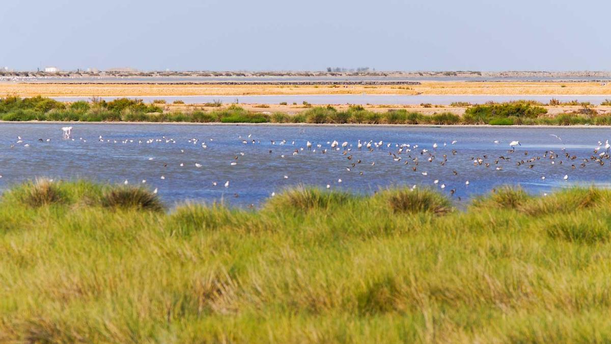 Marismas del río Guadalquivir