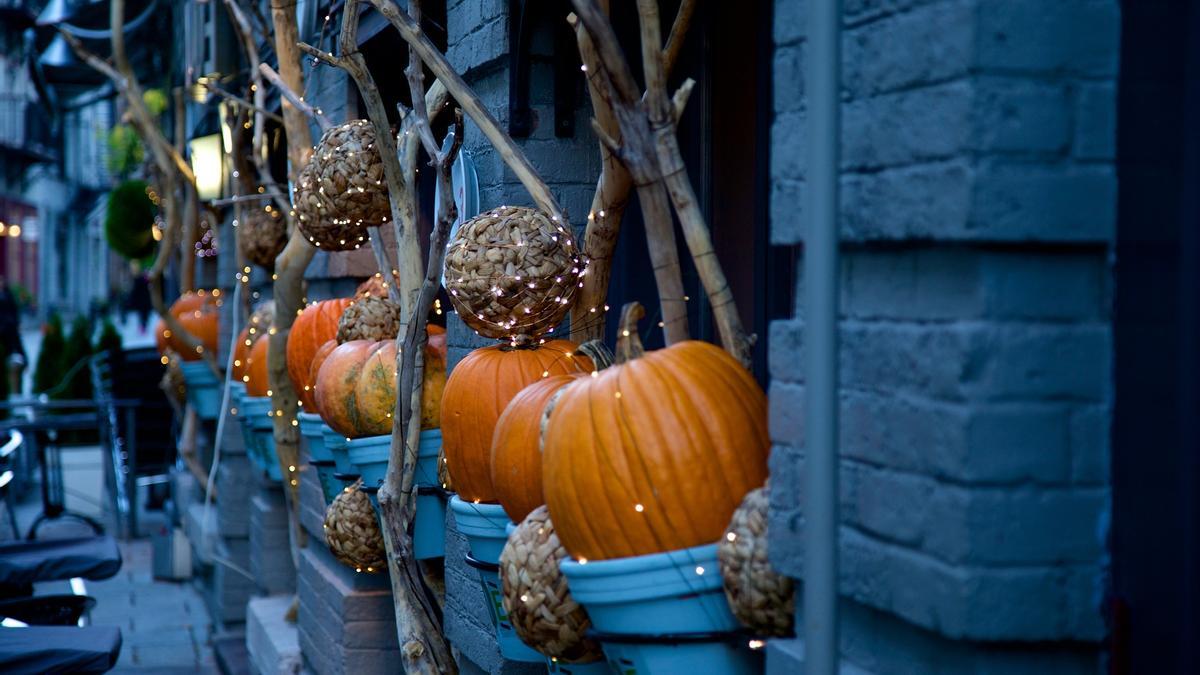 Halloween decoración: La planta de Lidl perfecta para decorar tu casa en  Halloween