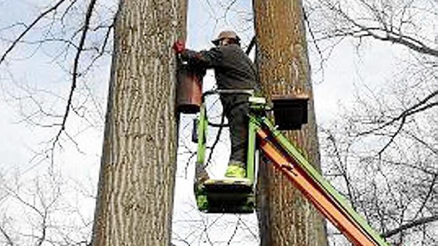 Un operari instal·la una de les caixes niu al Parc del Valira