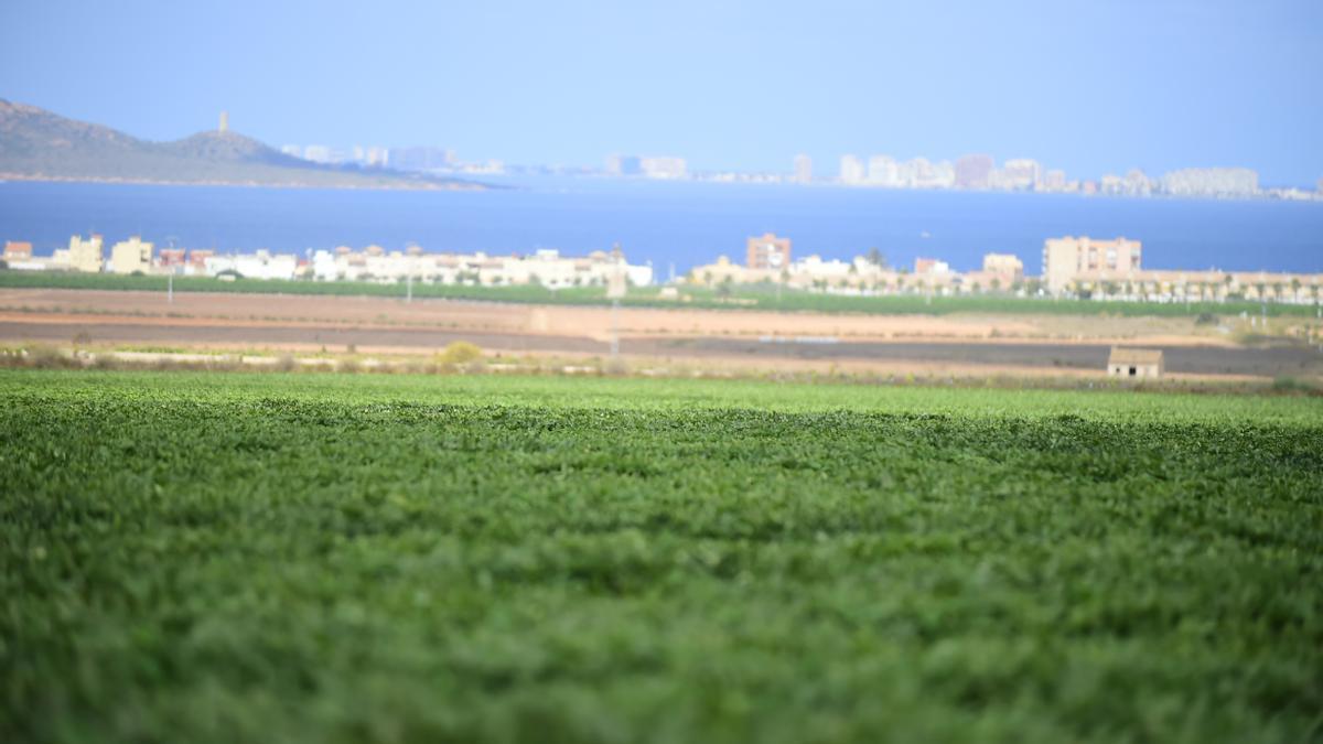 Regadíos frente al Mar Menor. Regadíos frente al Mar Menor.