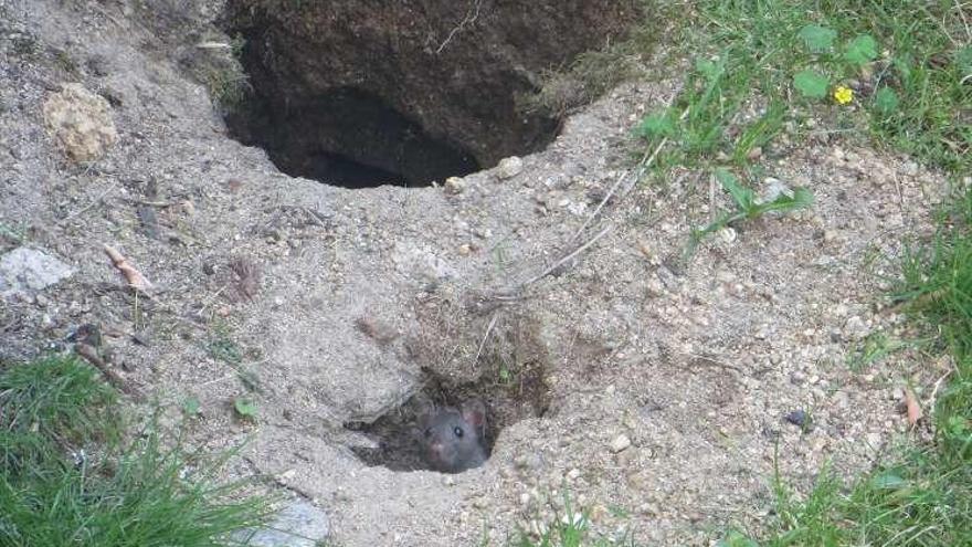 Una de las ratas que fue encontrada en una zona verde cerca de las viviendas. // FdeV