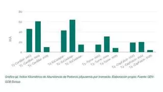 El informe del Observatorio de Sostenibilidad de Ibiza alerta sobre la preocupante reducción de ejemplares de lagartija pitiusa