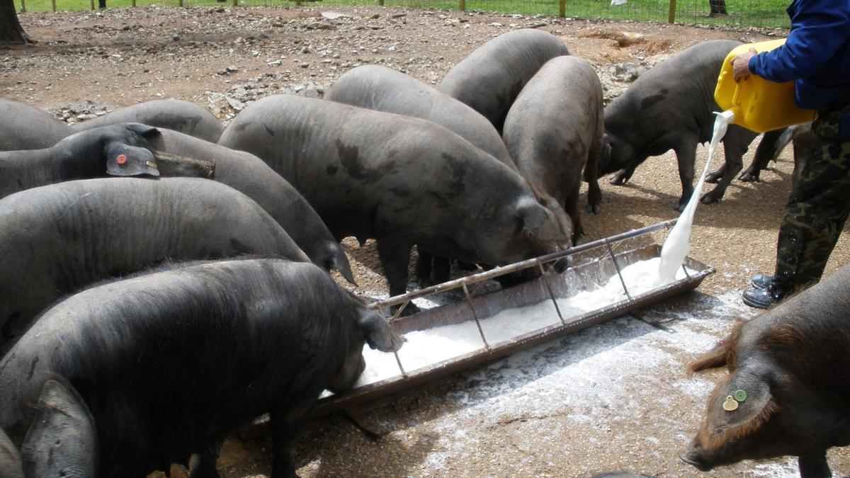 En 2024, Andalucía vendió porcino por un montante de más de 308 millones de euros.