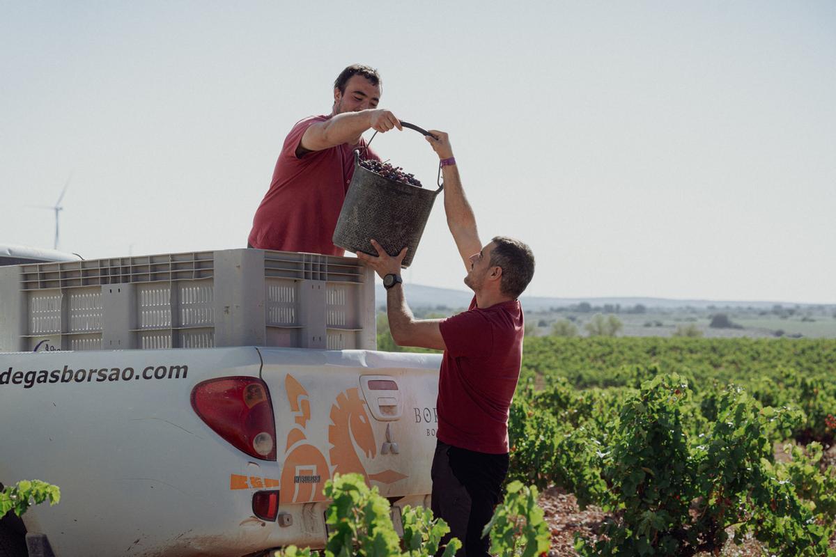 Imagen de archivo de los recolectores de las Bodegas Borsao durante la vendimia
