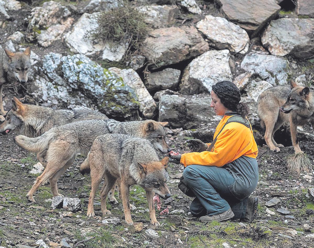 Una cuidadora da de comer a la manada en el Centro del Lobo Ibérico, en Sanabria.