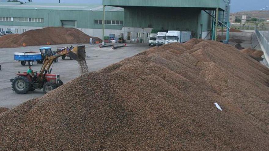 La cooperativa de Pinoso recibirá este año 14 millones de kilos de almendra, el 20 por ciento de la producción nacional