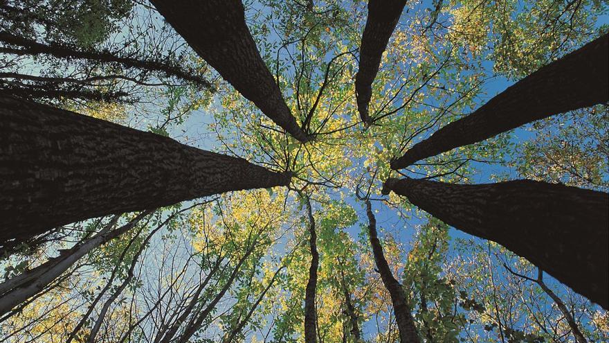 La gestión responsable de los bosques, clave para la salud del planeta