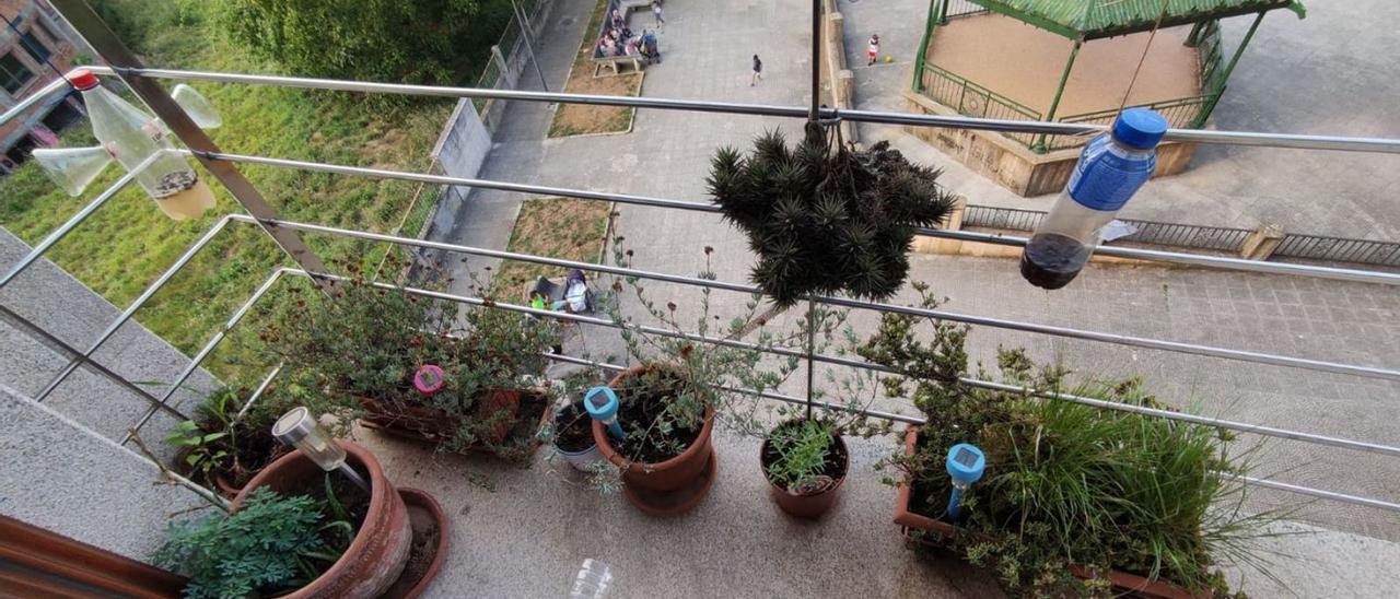 Trampas contra la avispa asiática en el balcón de un piso de la Praza da Vila de Lalín.