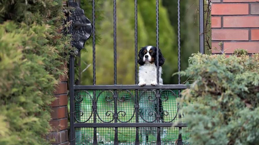 Una familia británica ofrece casi 69.000 euros anuales por cuidar de su perro y vivir en su finca