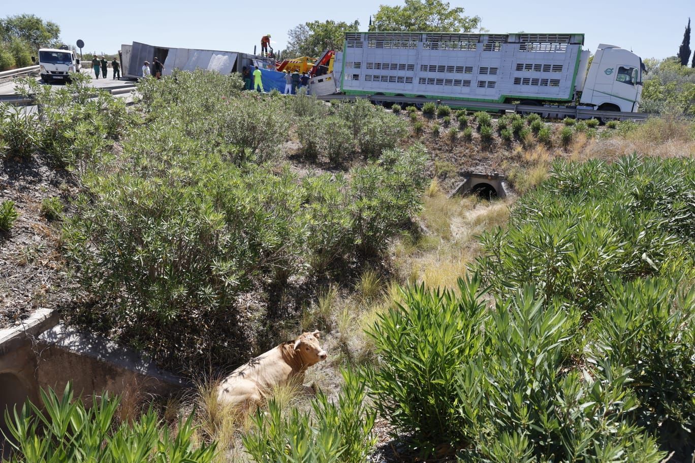 Un trailer con 40 toros vuelca en la A-3 a su paso por Buñol