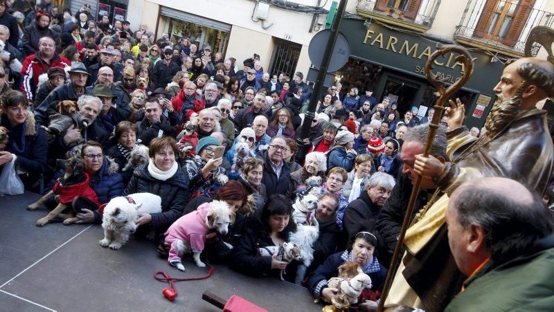 Celebración de San Antón, bendición de los animales