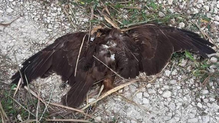 Un aguilucho lagunero protegido es abatido en l&#039;Albufera de un disparo