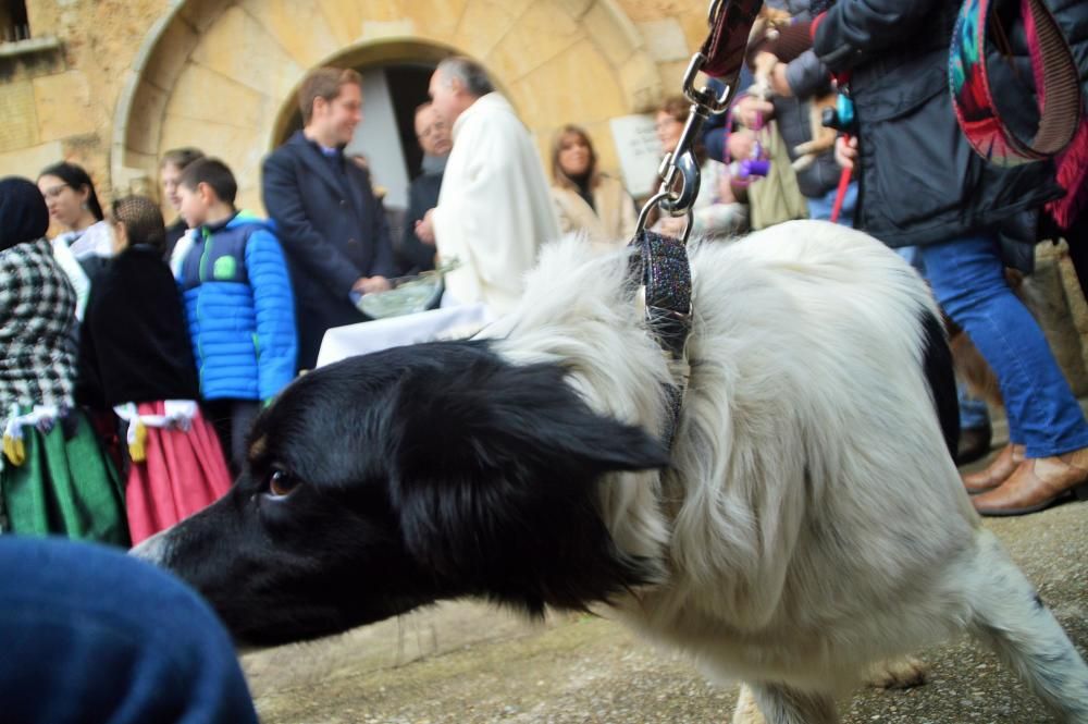 Vilatenim compleix la tradició de Sant Antoni