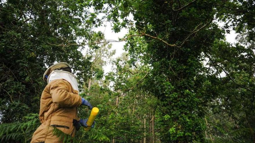 Un efectivo de Protección Civil de Cambados busca un nido de velutina en la copa de un árbol. // Iñaki Abella