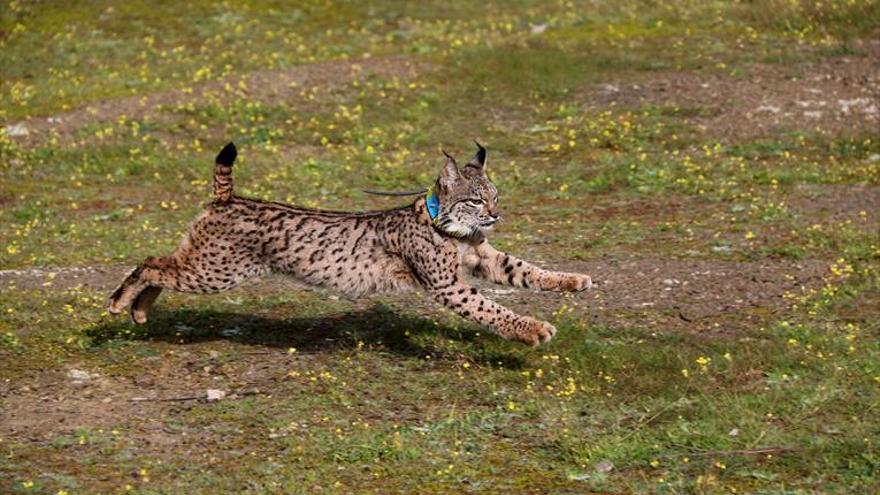 La recuperación del lince ibérico