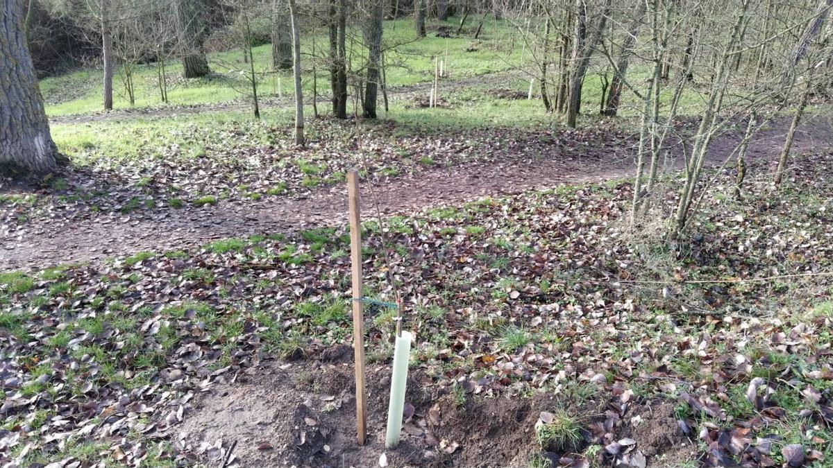 Resultados del plan Renaturaliza en el bosque de Valorio de Zamora: plantación de 4.400 árboles