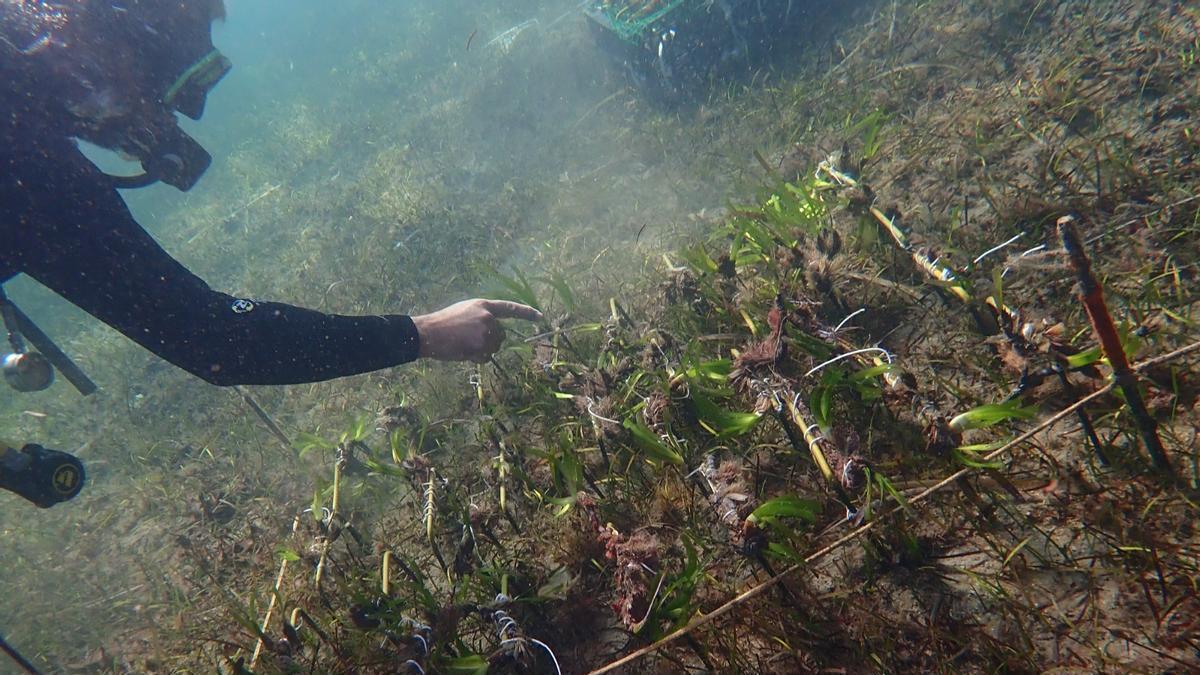 Cultivos de posidonia frente a la costa cartagenera.