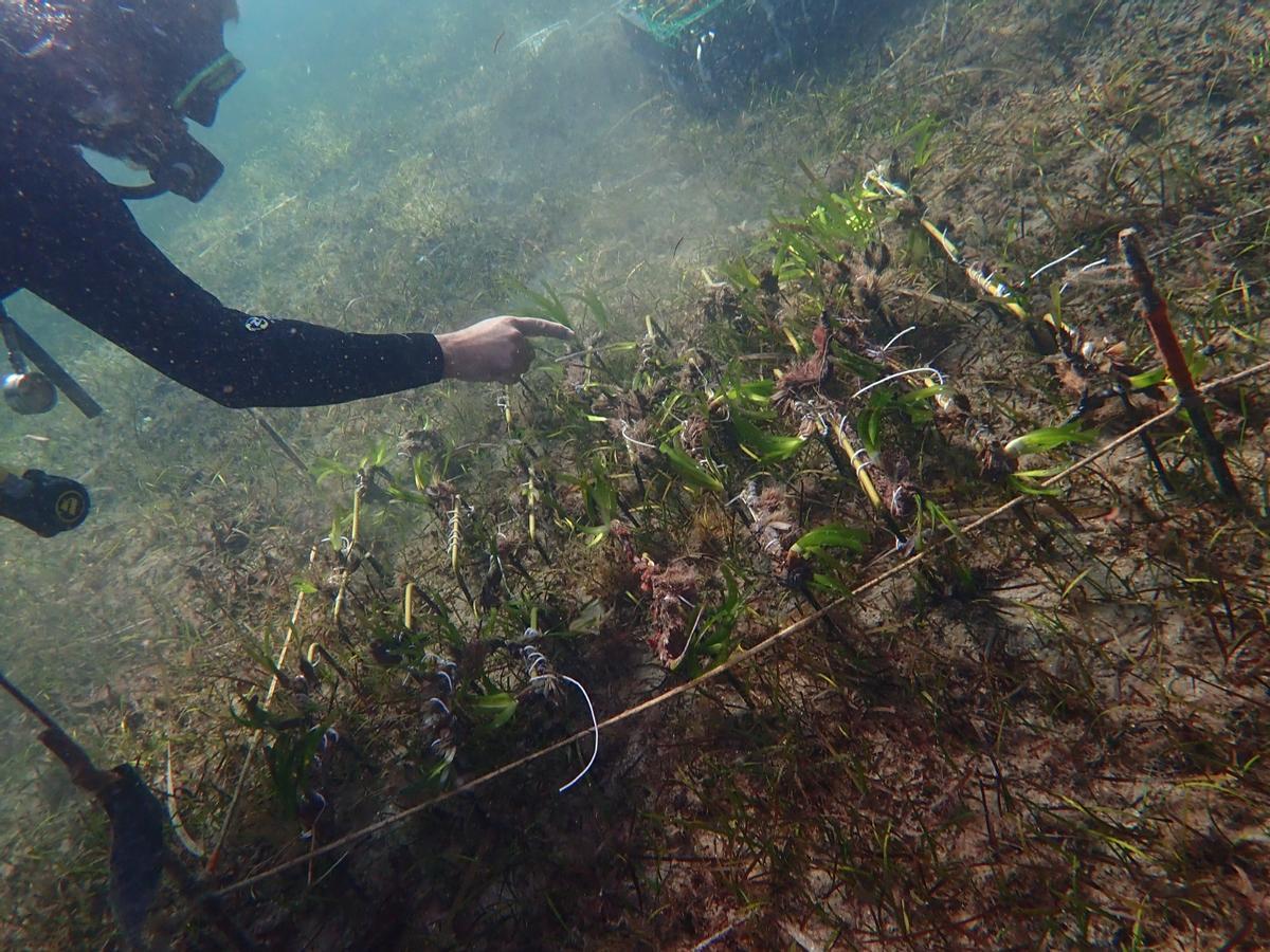 Cultivos de posidonia frente a la costa cartagenera.