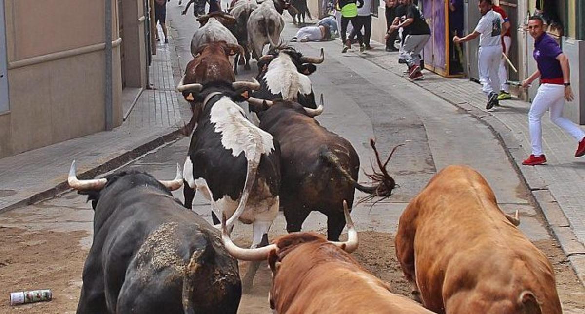 Almassora vivirá este sábado el encierro de seis toros cerriles