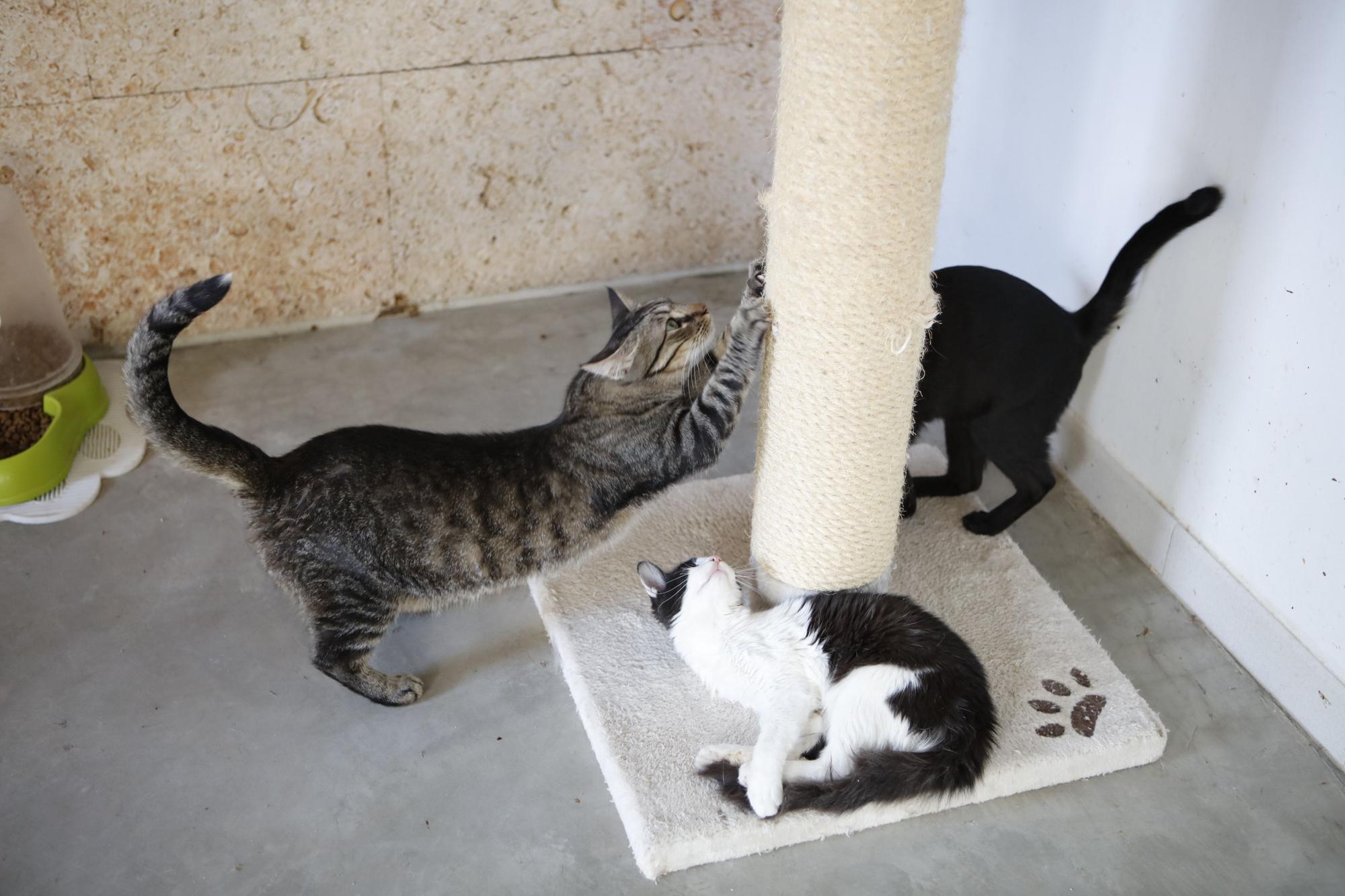 MZ-Besuch bei Cats Karma nahe Vilafranca