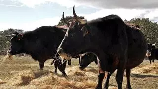 La Junta impulsa la cría de razas puras autóctonas con dos millones de euros