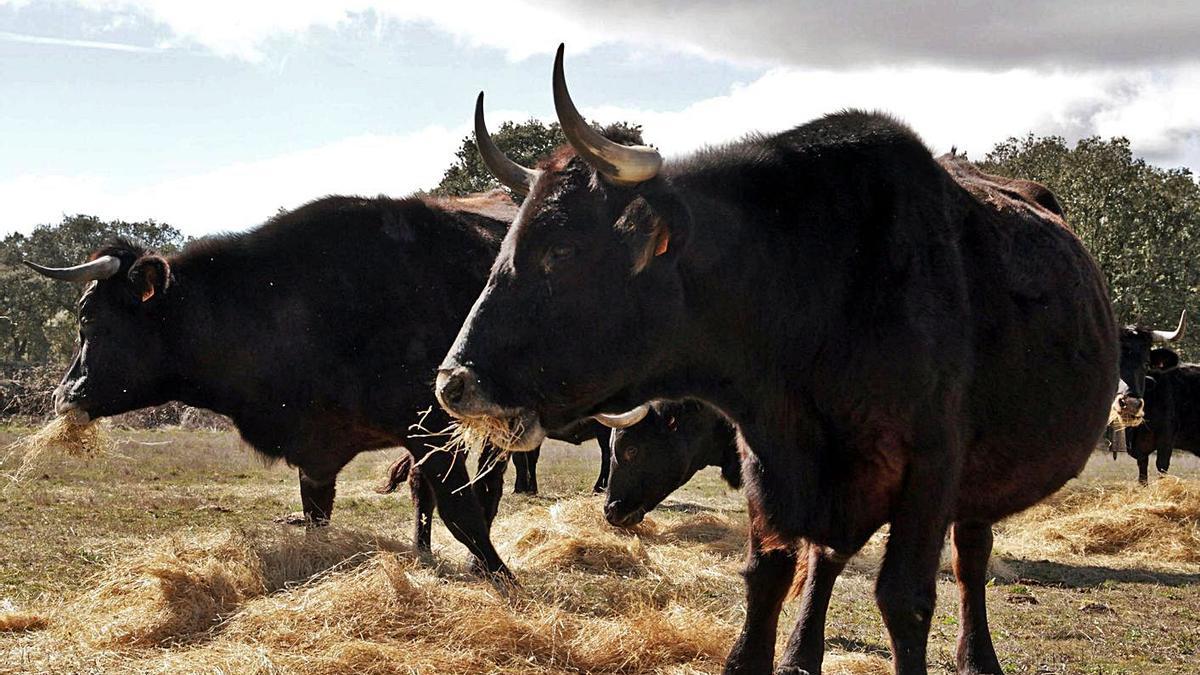 Vacas de la raza Sayaguesa.. | J.L.F