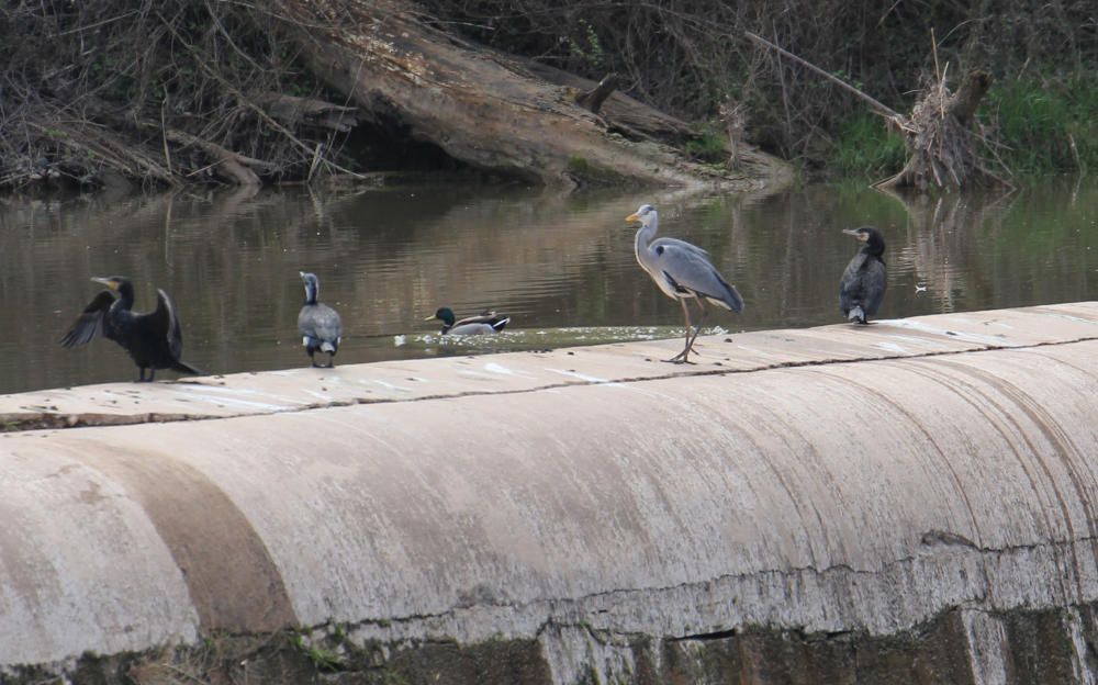 Riu Llobregat. Foto feta a la resclosa dels tres salts, al riu Llobregat, sota Viladordis, on podem veure ànecs de coll verd, corbs marins i un bernat pescaire.