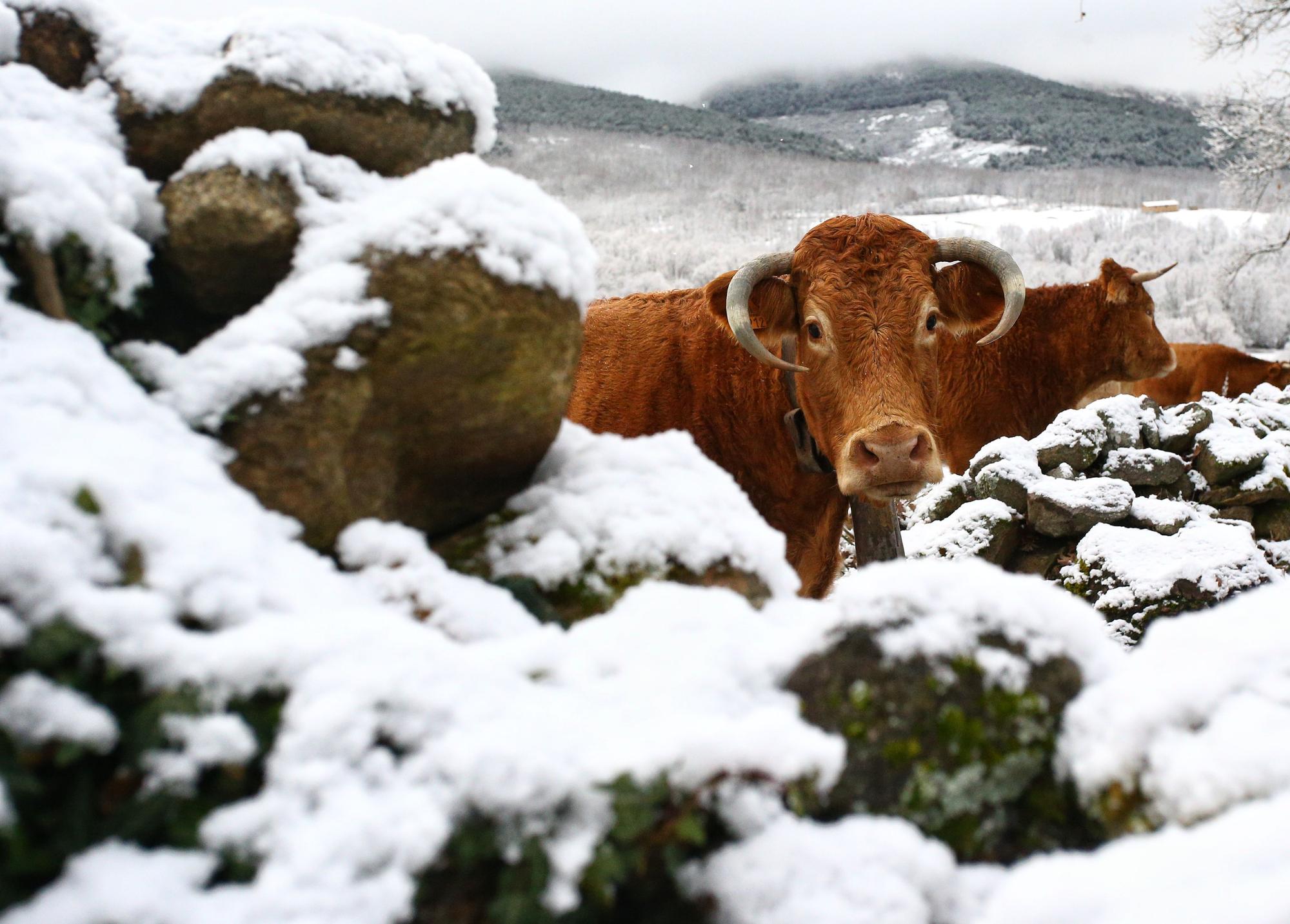 La nieve vuelve a Castilla y León