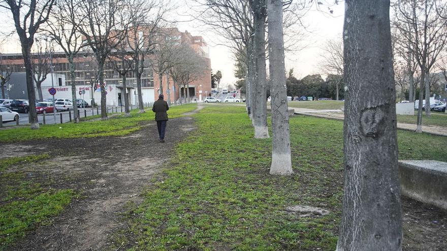 Girona eliminarà desenes d&#039;arbres exòtics invasors de zones urbanes de la ciutat