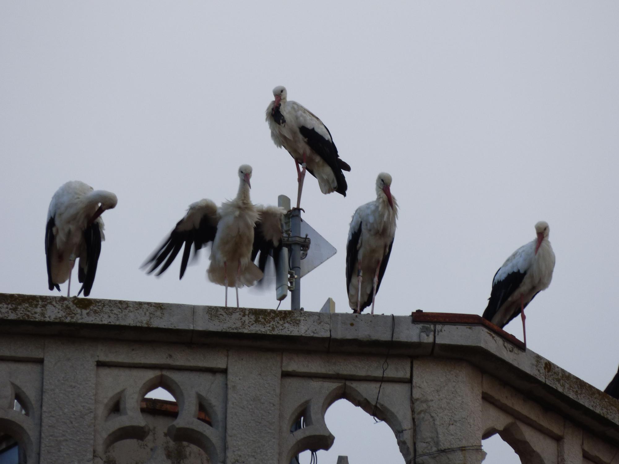 Un estol de cigonyes fa parada a Figueres