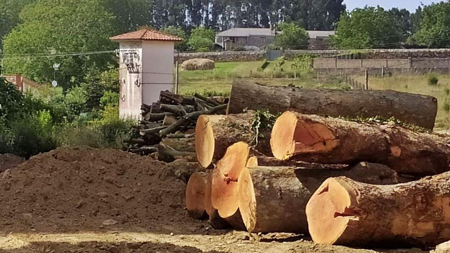 El Concello de Oleiros contrata la vigilancia sobre el terreno de las talas  de arbolado - La Opinión de A Coruña