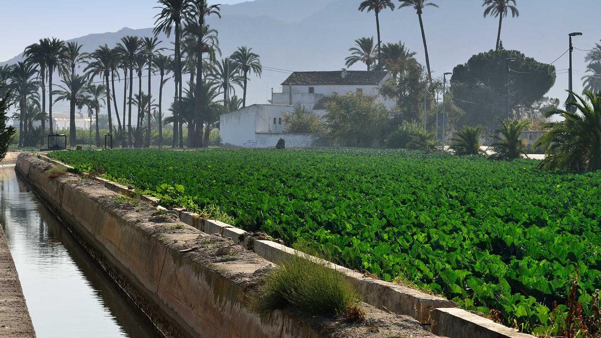 Zona de regadío en la Huerta de Murcia