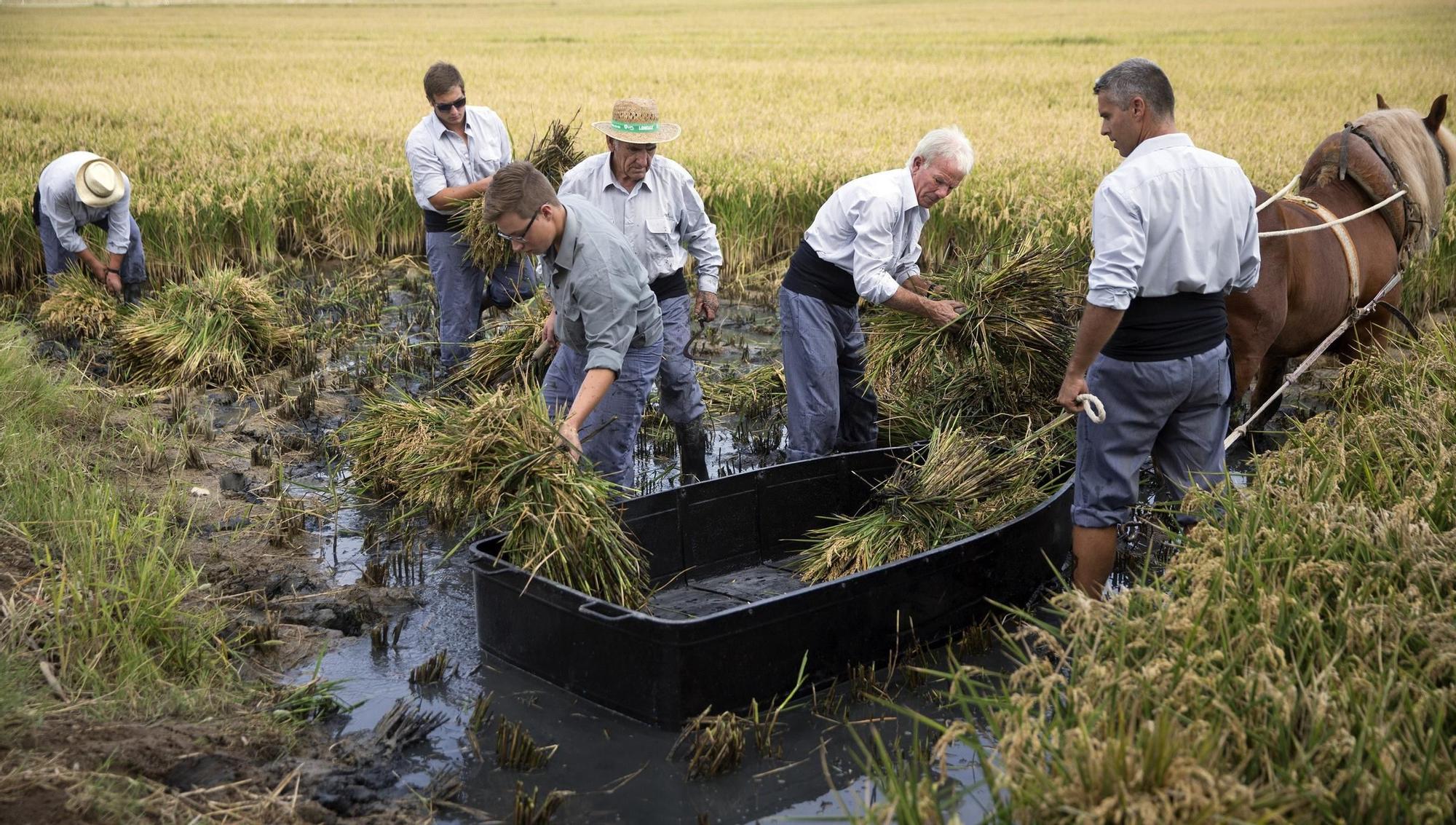 Las mejores imágenes de l'Albufera en el Día Mundial de los Humedales