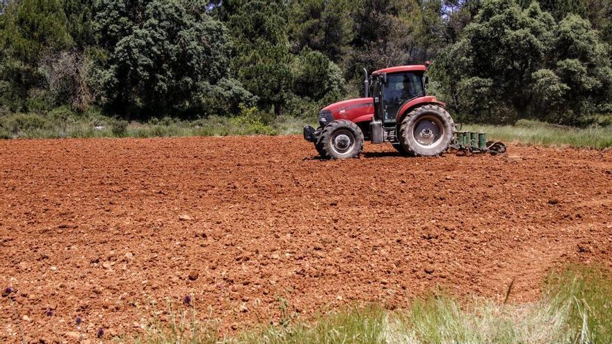 ¿Cereales y girasol de Alicante como alternativa a la falta de agua y a la guerra de Ucrania?