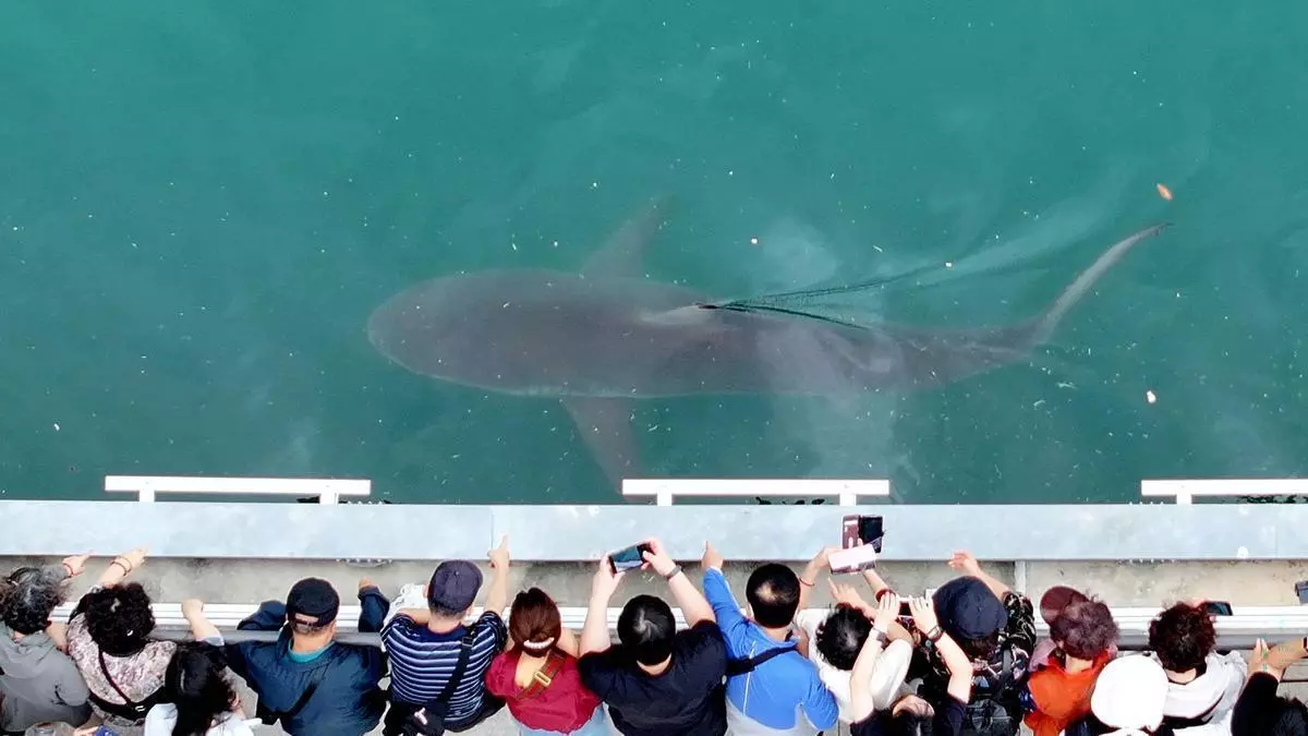 Un tiburón de 3,5 metros se convierte en la gran atracción de la ciudad de Busan tras quedar atrapado