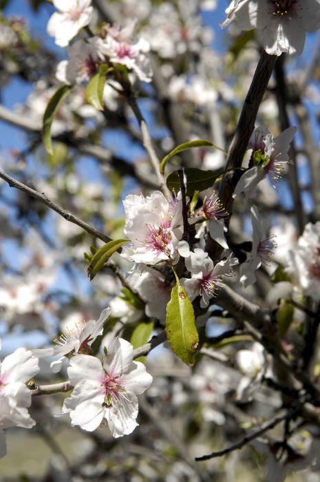 Fiesta del Almendro en Flor en Tejeda