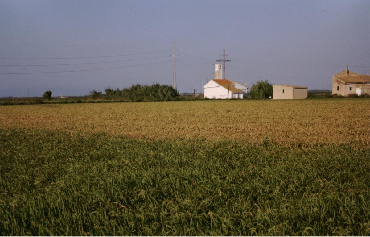 Campo de arroz en una imagen de archivo.