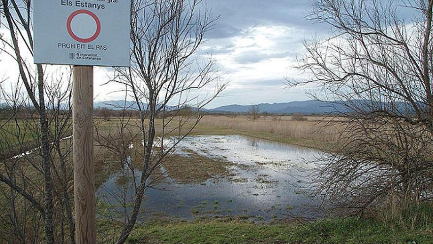 Un dels estanys dels Aiguamolls de l&#039;Empordà, beneficiat per les darreres pluges.