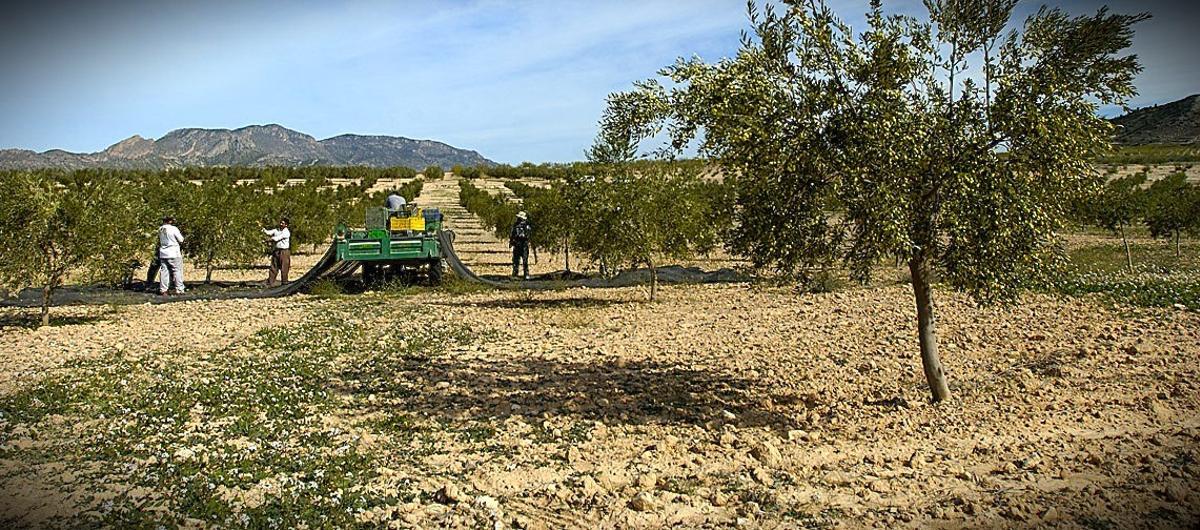 El texto contempla la posibilidad de establecer excepciones justificadas por circunstancias climáticas adversas, plagas o problemas agronómicos.