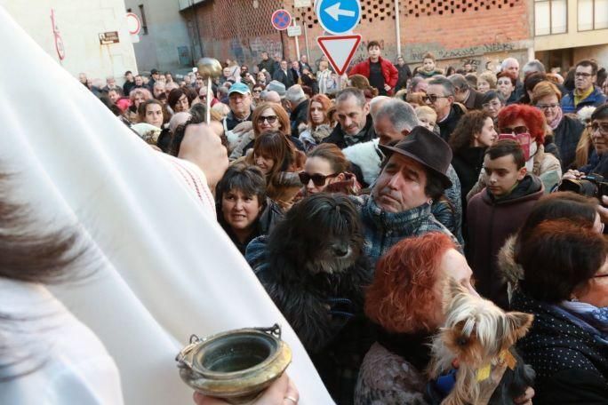 Bendición de San Antón en Zamora