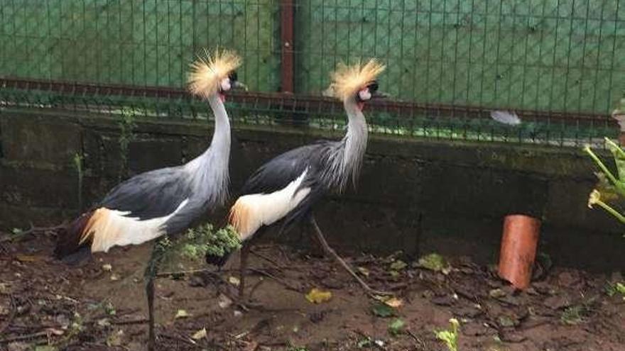 La pareja de grullas coronadas rescatadas por el Seprona. // D.B.M.