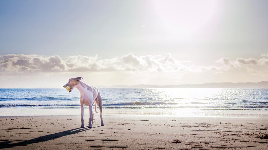 Las playas de Murcia donde tu perro es bienvenido