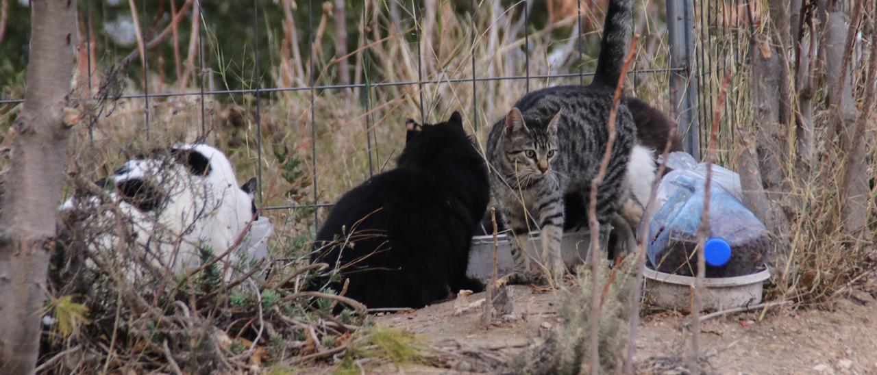 Gatos en una colonia de Alcoy, en una imagen de archivo.