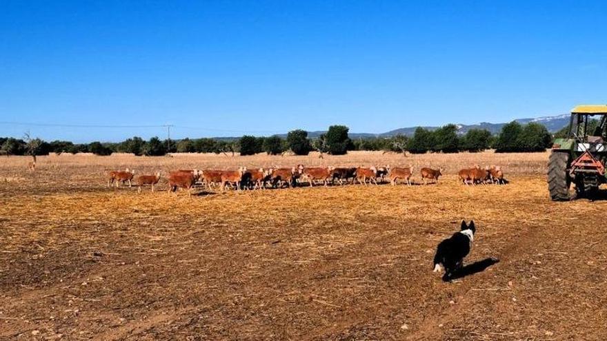 El gran salto de la agricultura ecológica en Baleares: 67 millones y 67 medidas hasta 2030