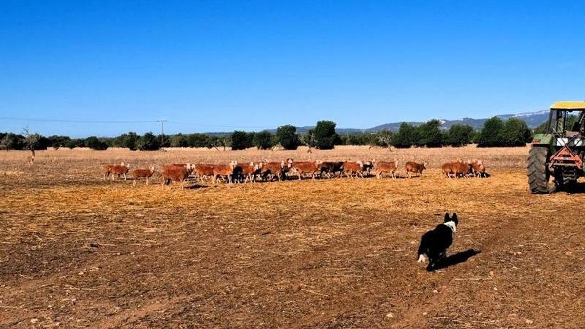 Una imagen de la finca de Son Herevet.