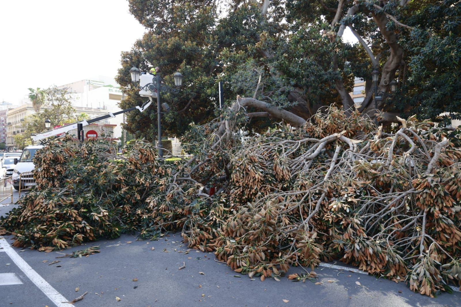 Se desploma parte de uno de los ficus centenarios del Parterre