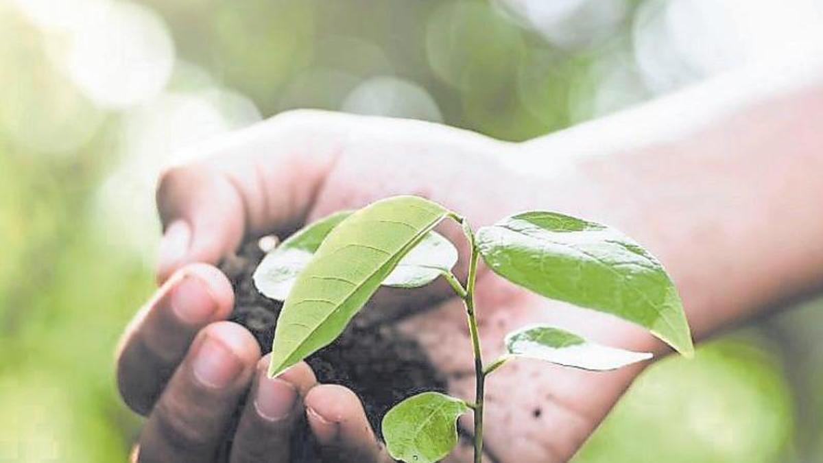 NATURALEZA | Árboles que sembraron otros